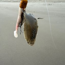 シタビラメ