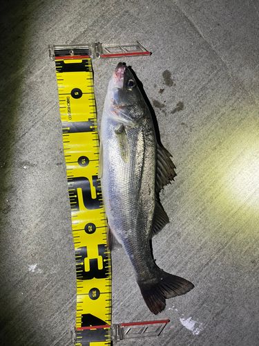フッコ（マルスズキ）の釣果