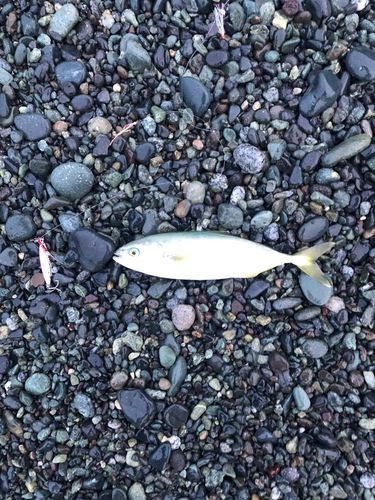 ワカシの釣果