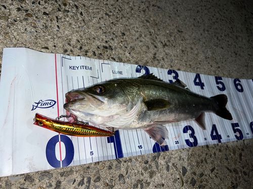 シーバスの釣果