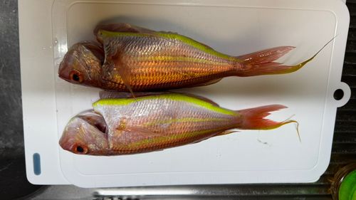 イトヨリダイの釣果