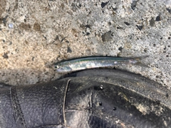 イワシの釣果