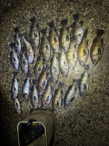 メバルの釣果