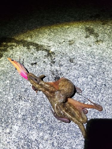 タコの釣果