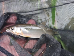 アユの釣果