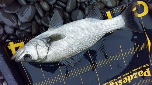 セイゴ（ヒラスズキ）の釣果