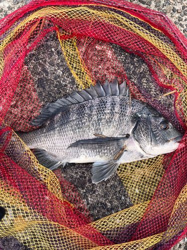 チヌの釣果