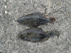 ヒラメの釣果