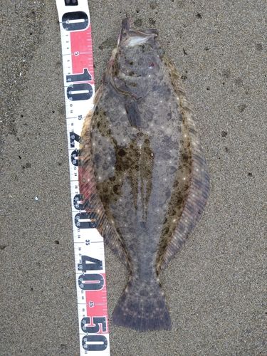 ヒラメの釣果