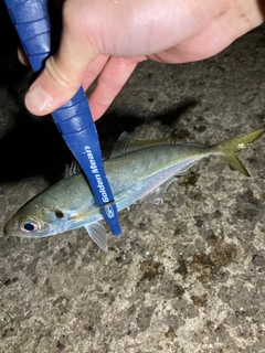 マアジの釣果