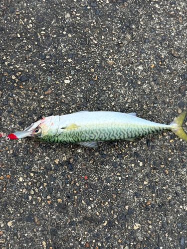 サバの釣果