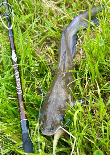 アメリカナマズの釣果