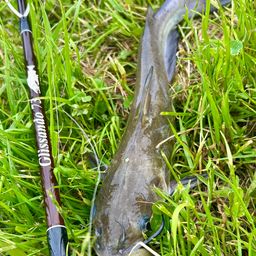 アメリカナマズ