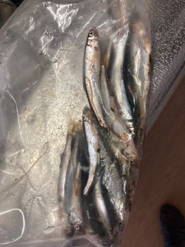 コアユの釣果