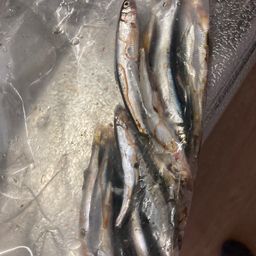 コアユ