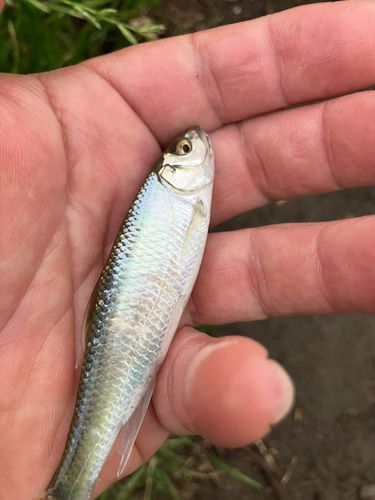 オイカワの釣果