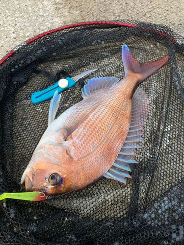 マダイの釣果