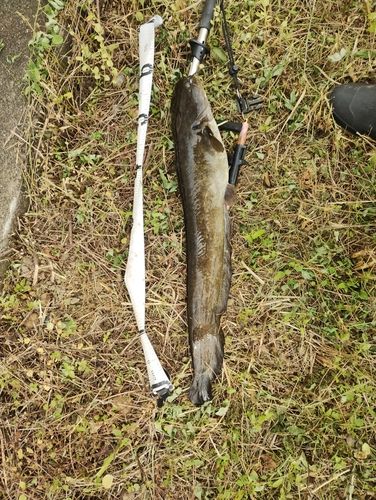 ナマズの釣果