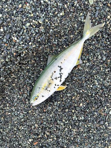 ワカシの釣果
