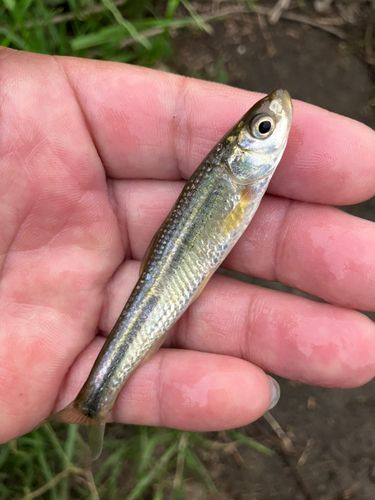 ホンモロコの釣果