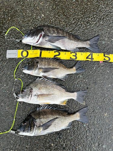 クロダイの釣果