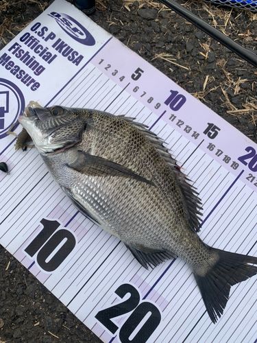 チヌの釣果