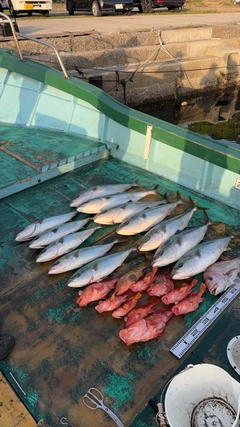 ブリの釣果