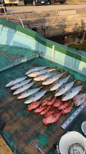 ブリの釣果
