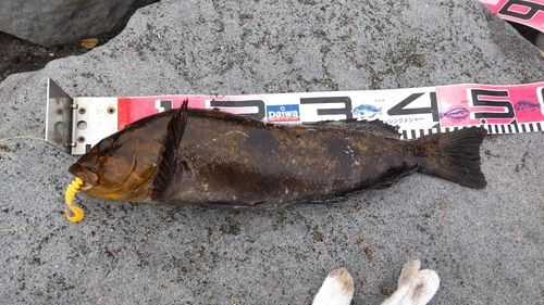 アブラコの釣果