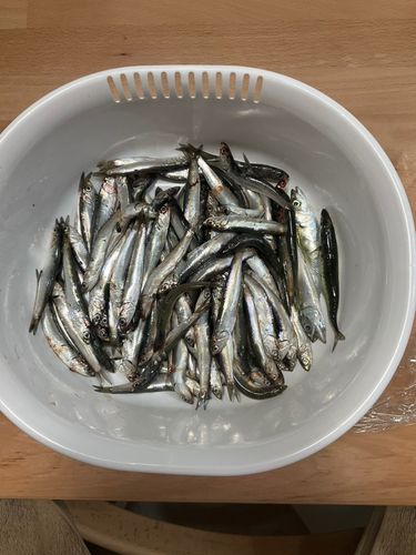 カタクチイワシの釣果