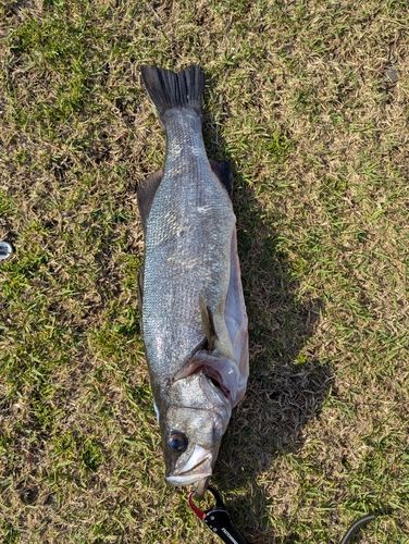 ヒラスズキの釣果