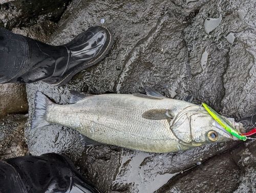 ヒラスズキの釣果