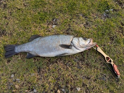 ヒラスズキの釣果