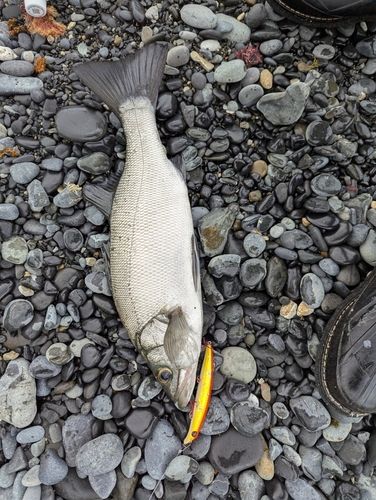 ヒラスズキの釣果