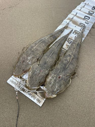 マゴチの釣果