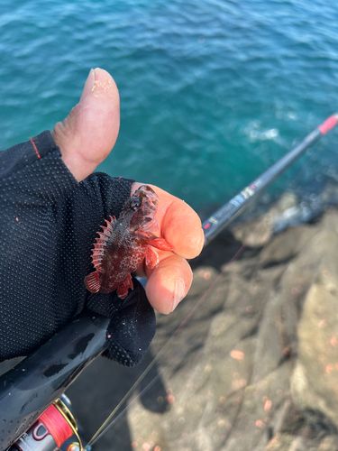 メジナの釣果