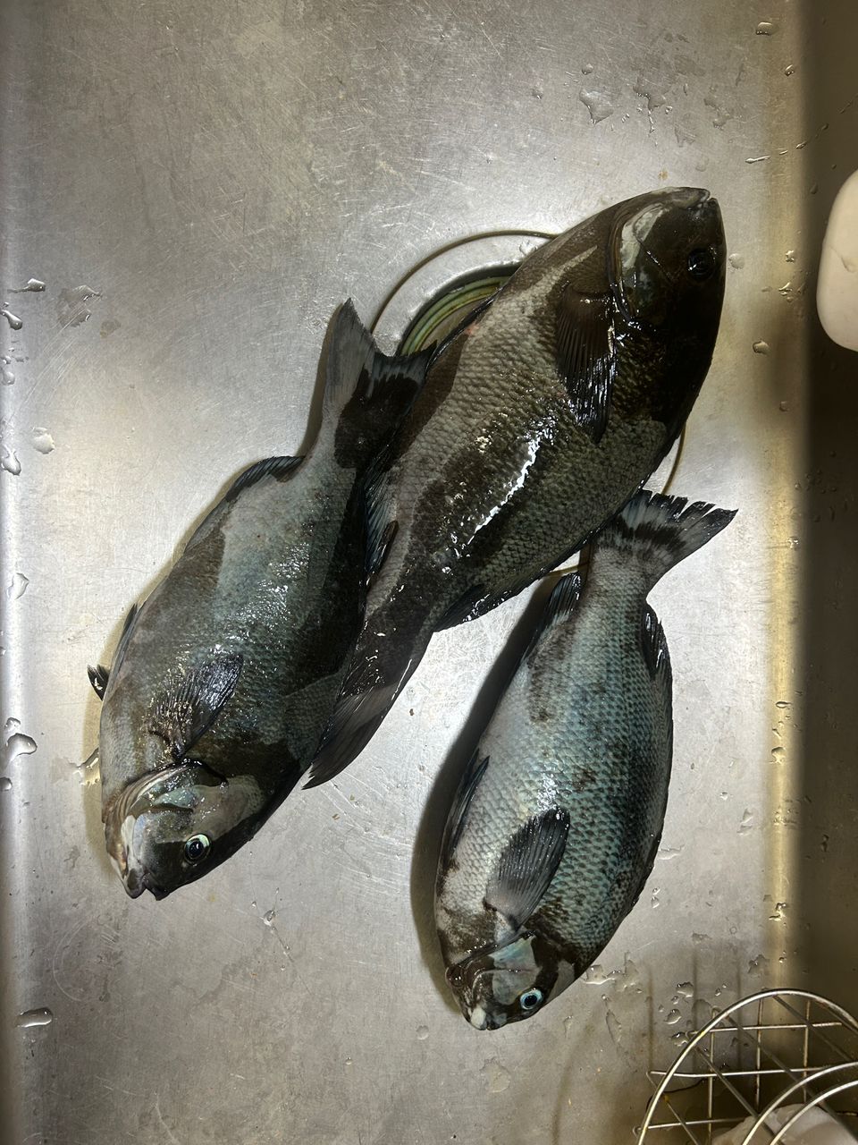 りょうちんact3さんの釣果 2枚目の画像