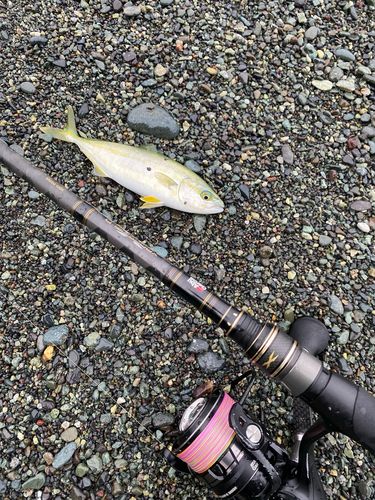 ワカシの釣果