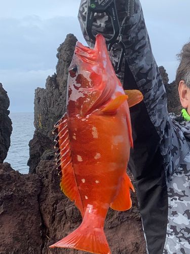 アカハタの釣果