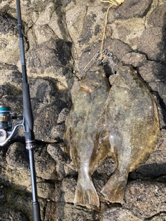 ヒラメの釣果