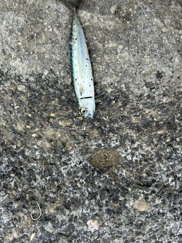 サバの釣果