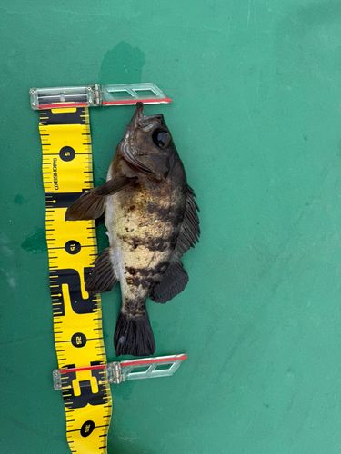 メバルの釣果