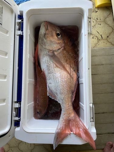 マダイの釣果