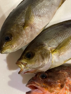 イサキの釣果