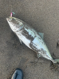 ワラサの釣果