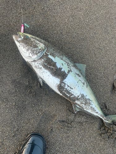 ワラサの釣果
