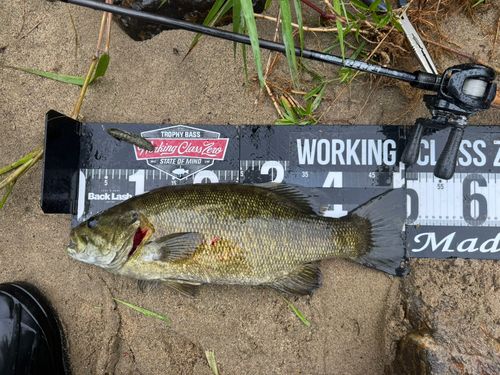 スモールマウスバス