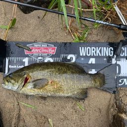 スモールマウスバス