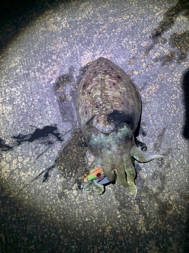 コウイカの釣果