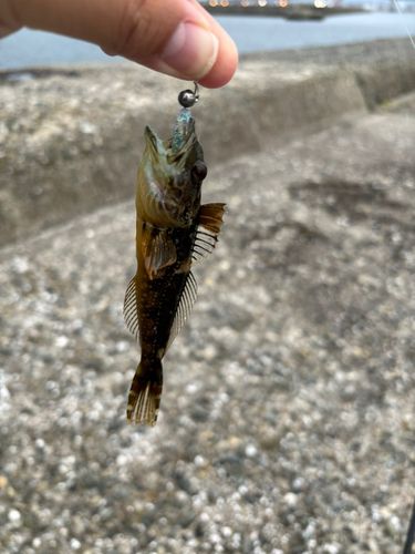 シロメバルの釣果